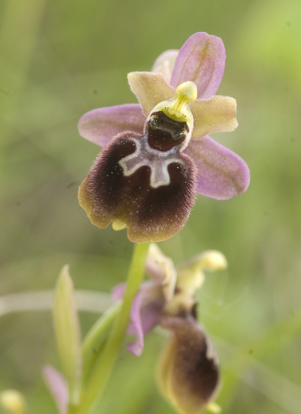 Ibrido Op pseudoatrata x op tenthredinifera